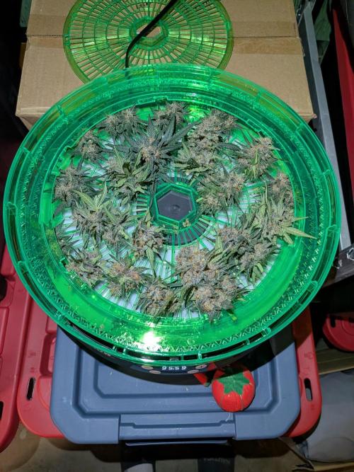 First outdoor grow part 2 (backup plant). Week 12