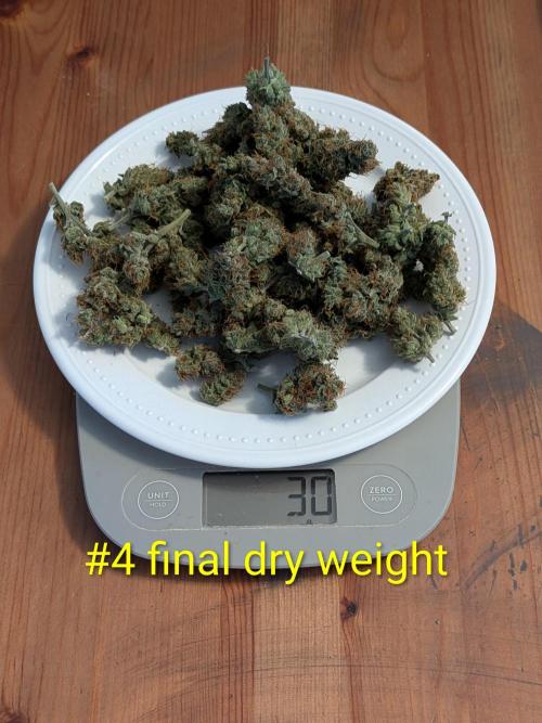 1st (mostly) outdoor grow - 100% organic. Week 14