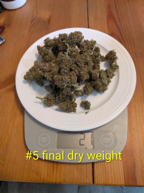 1st (mostly) outdoor grow - 100% organic. Week 14