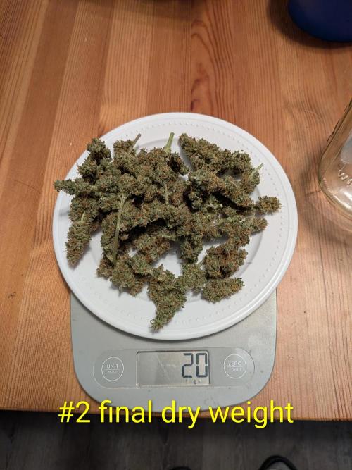 1st (mostly) outdoor grow - 100% organic. Week 14