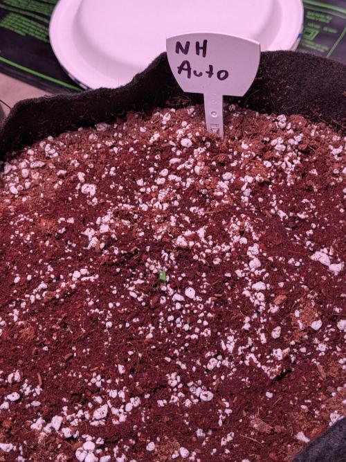 Silly sativas in a sweltering structure. Week 1