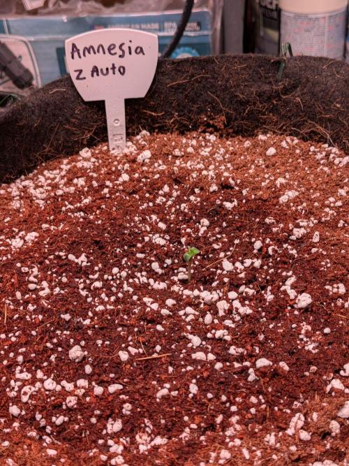 Silly sativas in a sweltering structure. Week 1