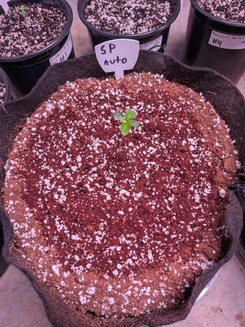 Silly sativas in a sweltering structure. Week 1