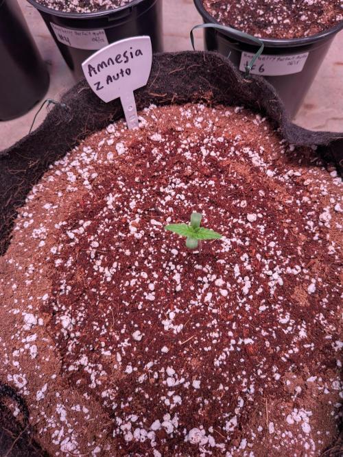 Silly sativas in a sweltering structure. Week 1