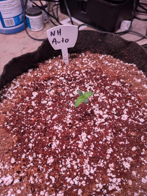 Silly sativas in a sweltering structure. Week 1