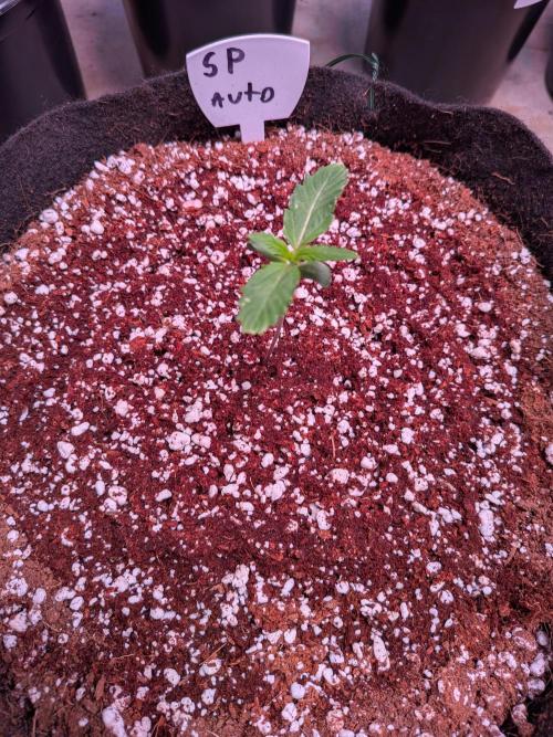 Silly sativas in a sweltering structure. Week 2
