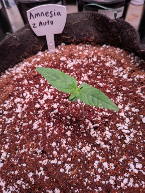 Silly sativas in a sweltering structure. Week 2