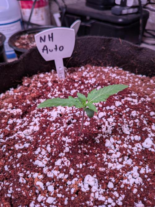 Silly sativas in a sweltering structure. Week 2