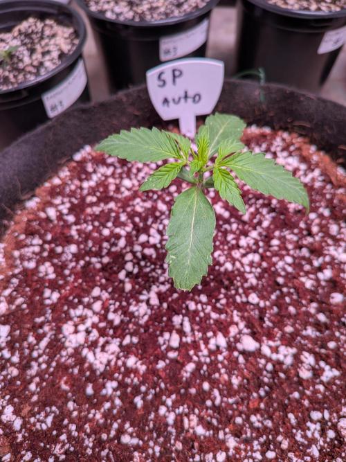 Silly sativas in a sweltering structure. Week 2