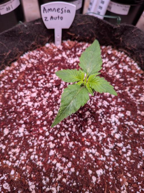 Silly sativas in a sweltering structure. Week 2