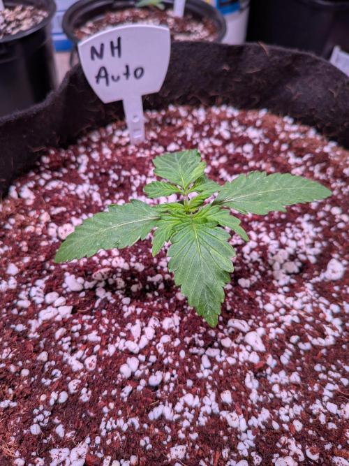 Silly sativas in a sweltering structure. Week 2