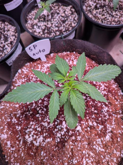 Silly sativas in a sweltering structure. Week 3