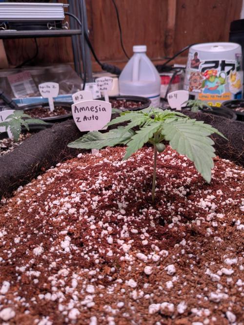 Silly sativas in a sweltering structure. Week 3