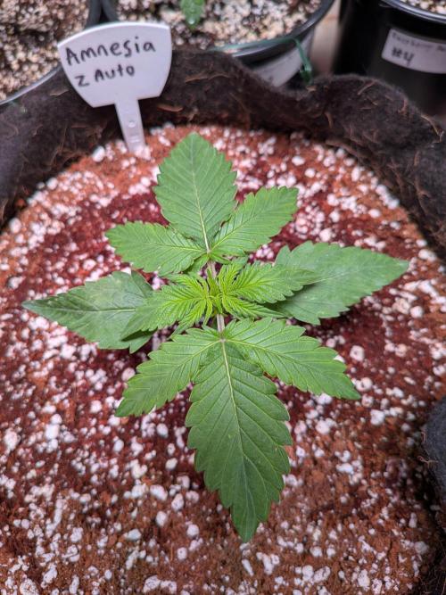 Silly sativas in a sweltering structure. Week 3