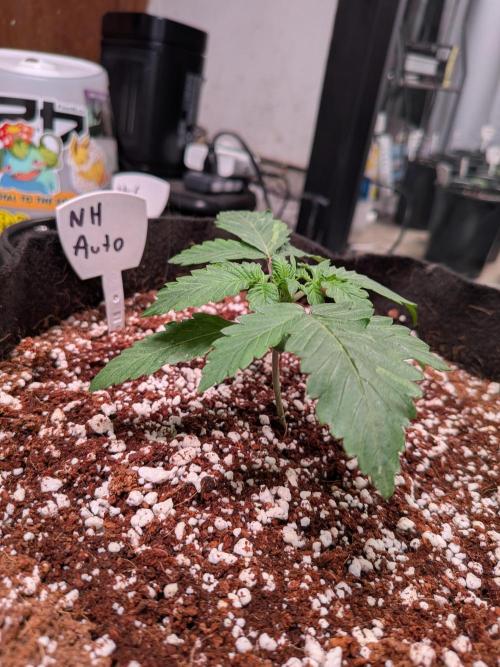 Silly sativas in a sweltering structure. Week 3
