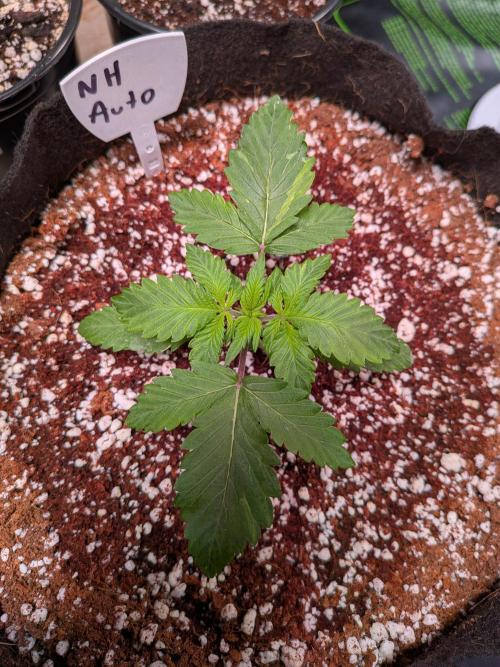 Silly sativas in a sweltering structure. Week 3