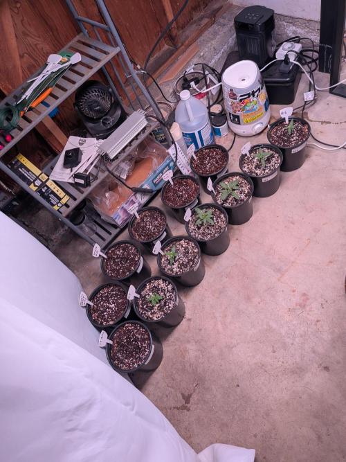 Encouraging plants to get freaky 💋💦🌱. Week 0