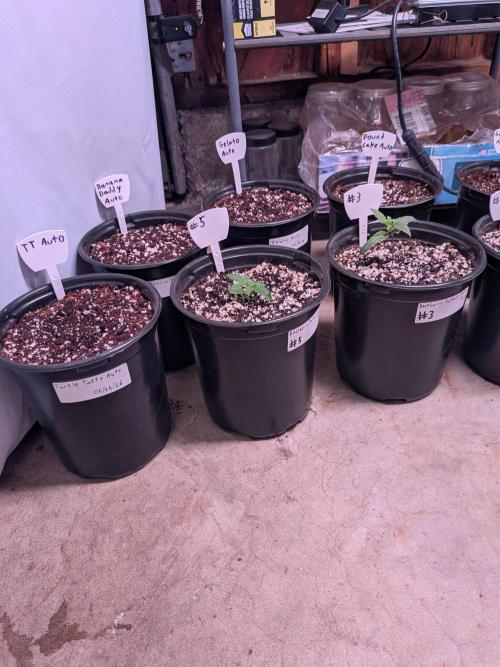 Encouraging plants to get freaky 💋💦🌱. Week 0