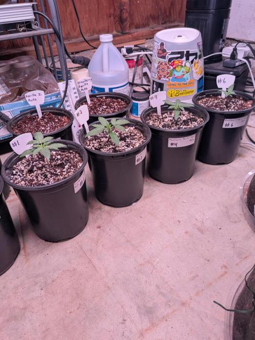 Encouraging plants to get freaky 💋💦🌱. Week 0