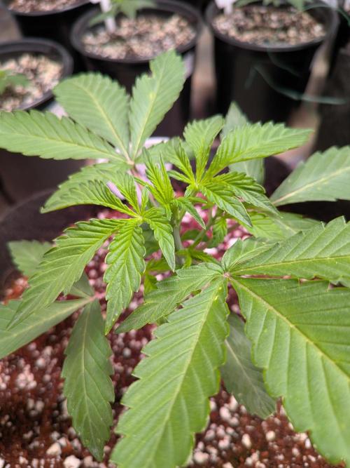 Silly sativas in a sweltering structure. Week 3