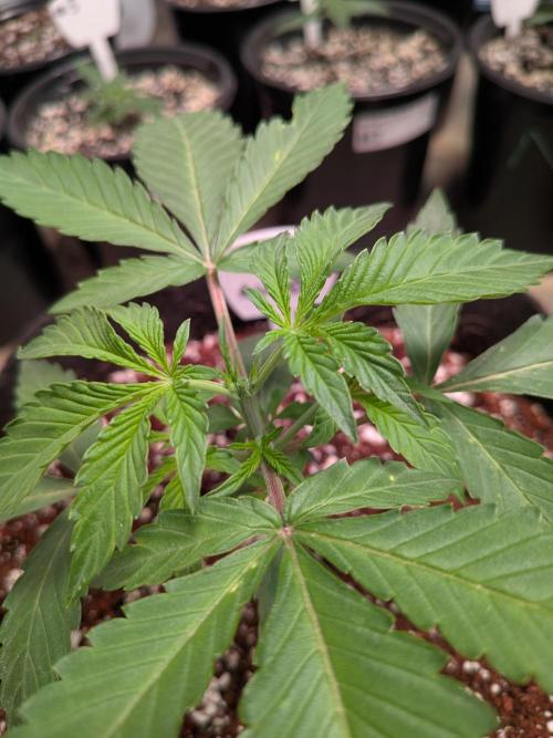 Silly sativas in a sweltering structure. Week 3