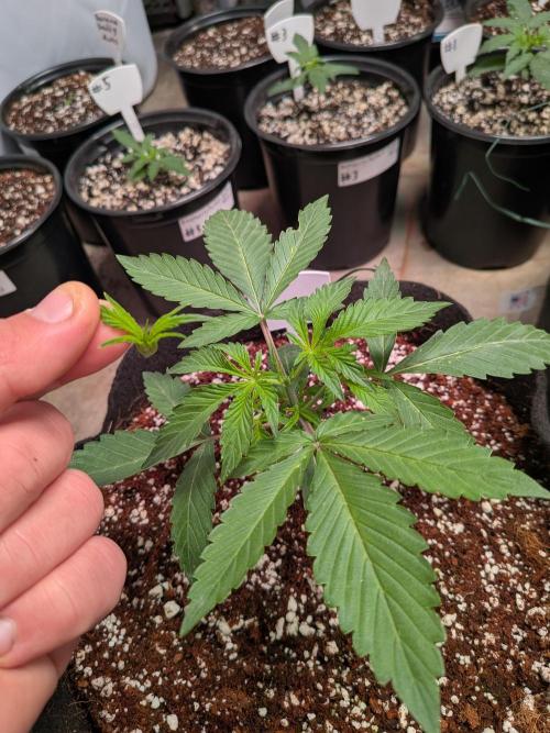 Silly sativas in a sweltering structure. Week 3