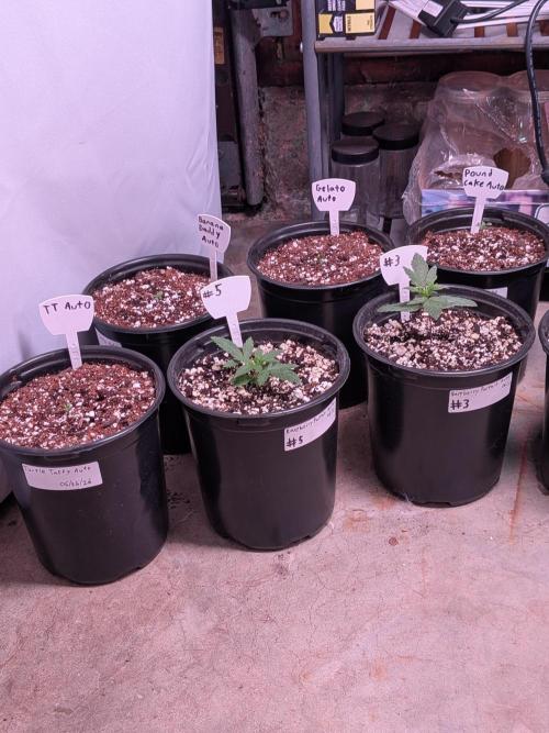 Encouraging plants to get freaky 💋💦🌱. Week 1
