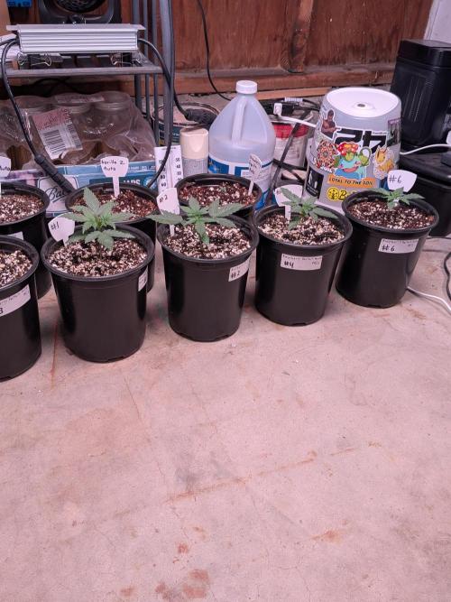 Encouraging plants to get freaky 💋💦🌱. Week 1