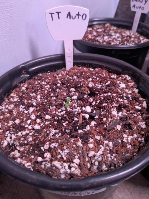 Encouraging plants to get freaky 💋💦🌱. Week 1