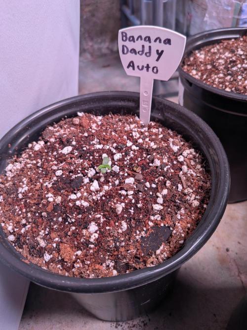 Encouraging plants to get freaky 💋💦🌱. Week 1