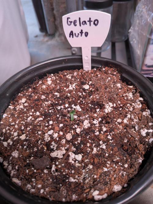 Encouraging plants to get freaky 💋💦🌱. Week 1