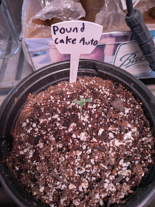 Encouraging plants to get freaky 💋💦🌱. Week 1