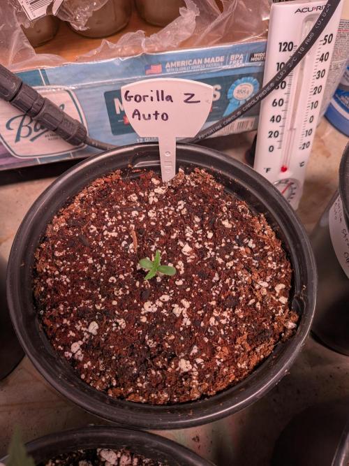 Encouraging plants to get freaky 💋💦🌱. Week 1
