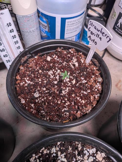 Encouraging plants to get freaky 💋💦🌱. Week 1