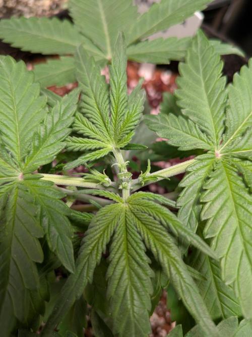 Silly sativas in a sweltering structure. Week 3