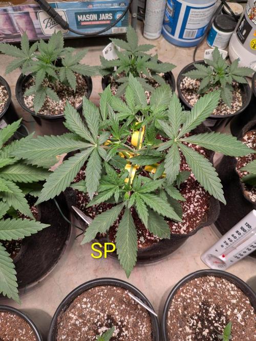 Silly sativas in a sweltering structure. Week 4