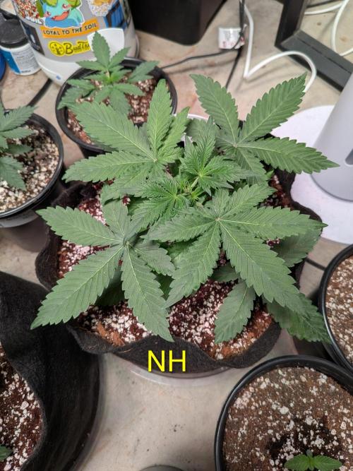 Silly sativas in a sweltering structure. Week 4