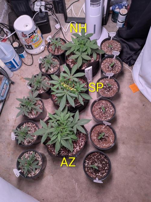 Silly sativas in a sweltering structure. Week 4