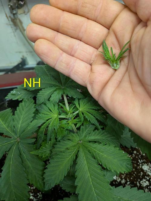 Silly sativas in a sweltering structure. Week 4