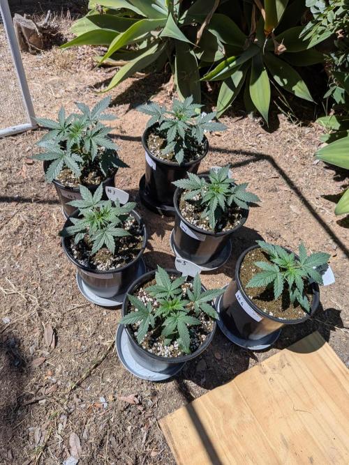 Encouraging plants to get freaky 💋💦🌱. Week 2