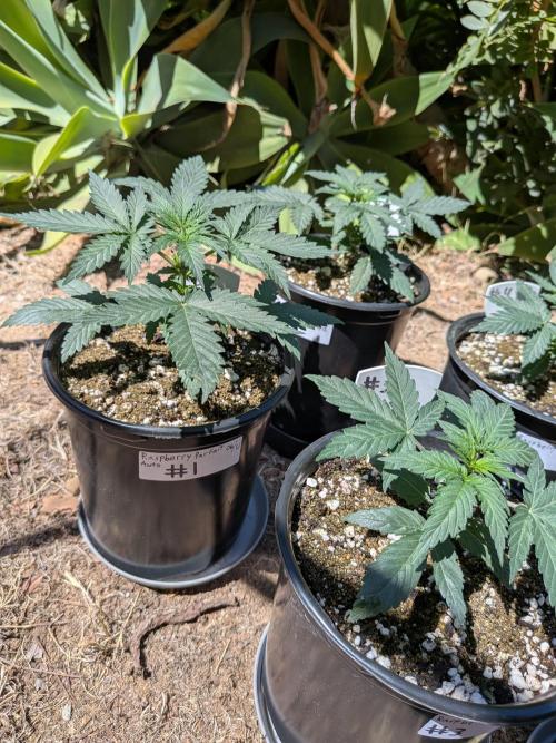 Encouraging plants to get freaky 💋💦🌱. Week 2