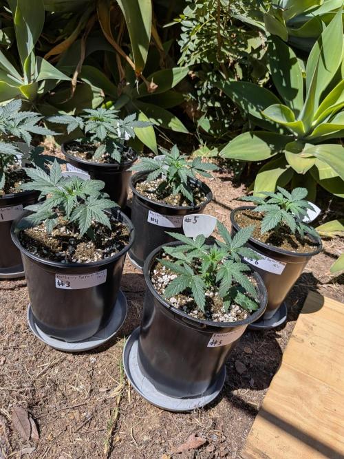 Encouraging plants to get freaky 💋💦🌱. Week 2