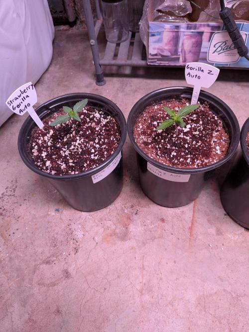 Encouraging plants to get freaky 💋💦🌱. Week 2