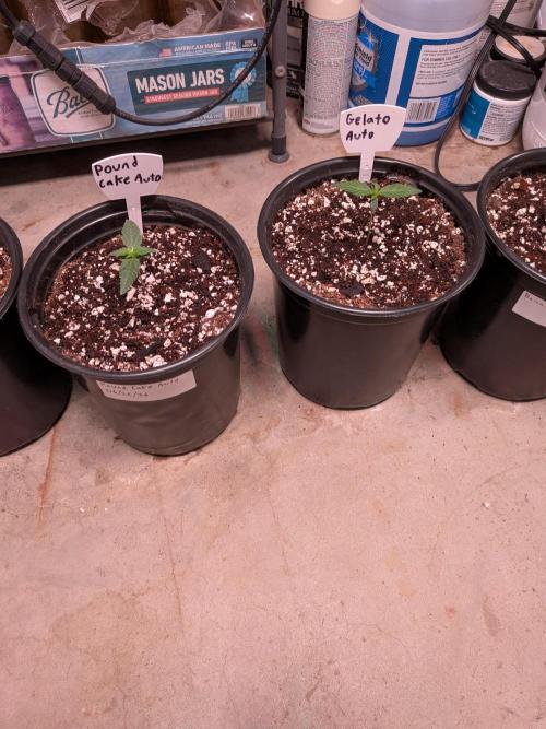 Encouraging plants to get freaky 💋💦🌱. Week 2
