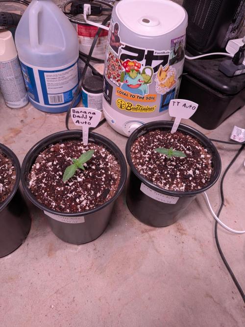 Encouraging plants to get freaky 💋💦🌱. Week 2