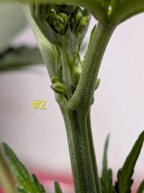 Encouraging plants to get freaky 💋💦🌱. Week 2