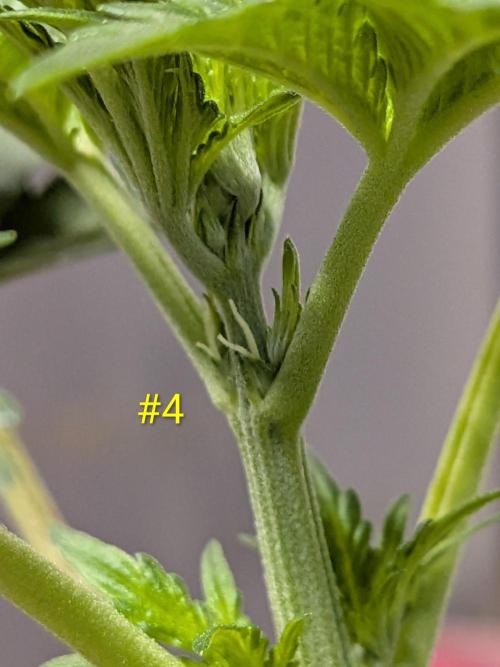 Encouraging plants to get freaky 💋💦🌱. Week 2