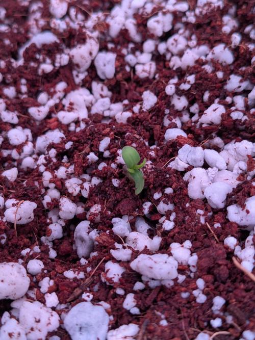 Mix Pack Auto RF3. Week 1