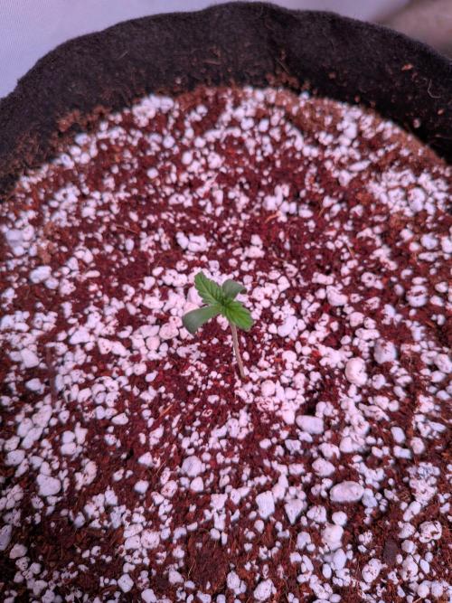 Mix Pack Auto RF3. Week 1