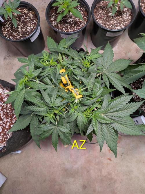 Silly sativas in a sweltering structure. Week 5